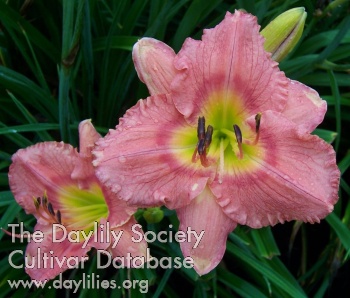 Daylily Ashcombe's Pink Delight